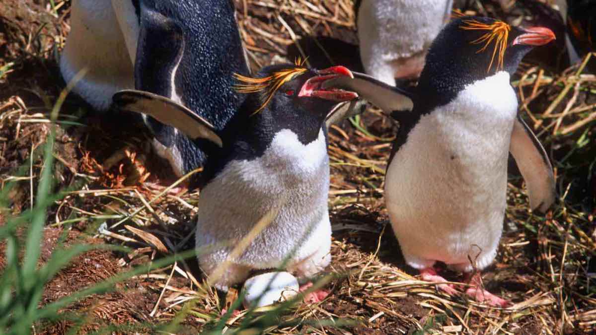PenguinWorld